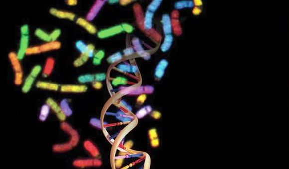 Preview thumbnail for video'The Human Genome: Unlocking Life's Code
