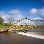 River Ribble Storm Tree