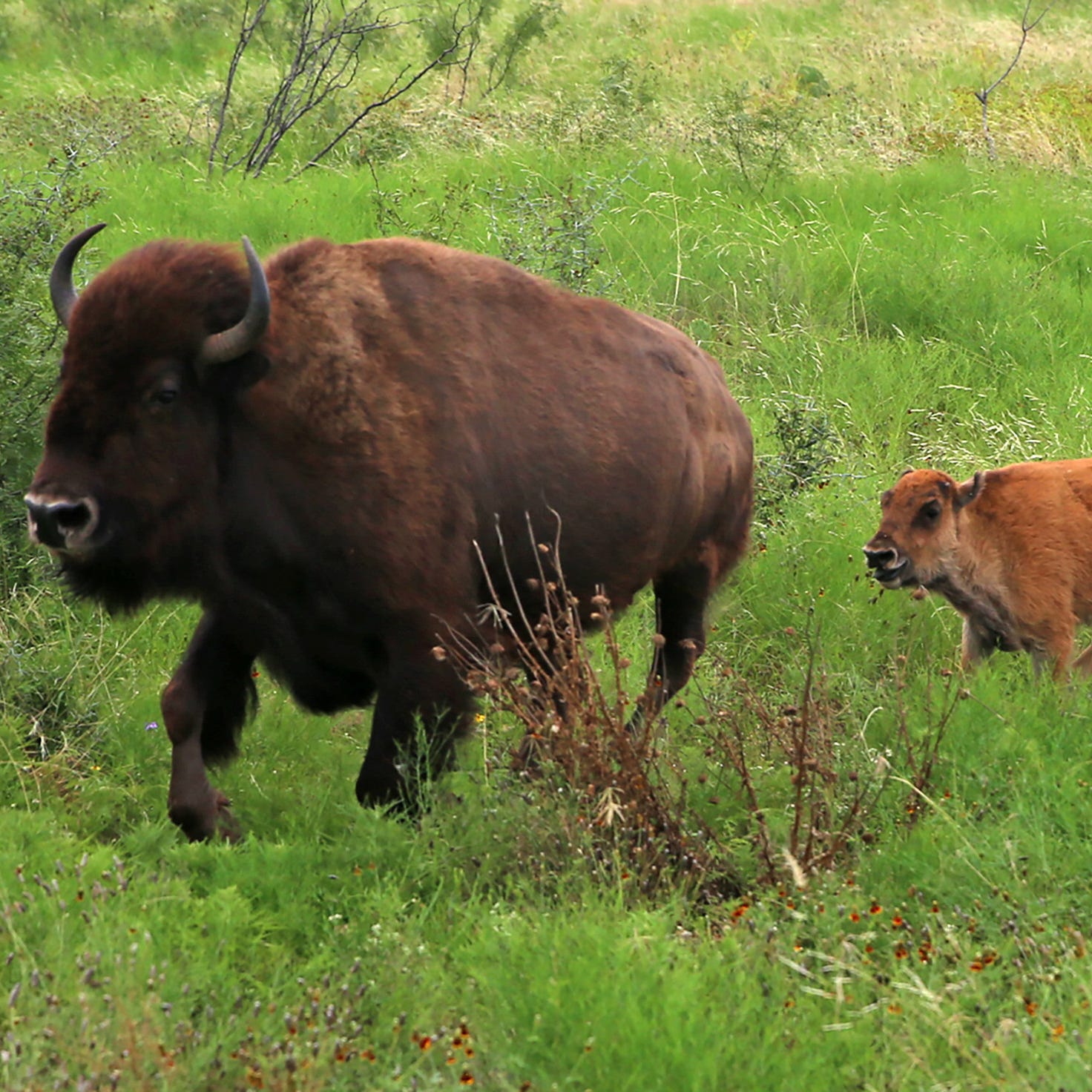 A young bison follows a mature adult during feeding time at San Angelo State Park on Thursday.
